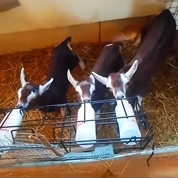 Keith, Kevin, and Dave, our playful goats