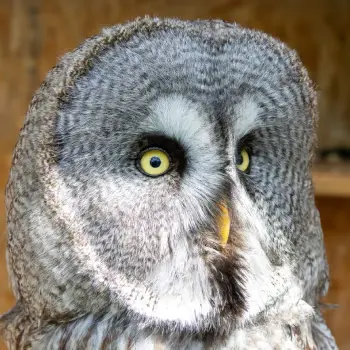 Merlin the Great Grey Owl