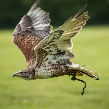 Tya, our Ferruginous Hawk with rust-colored feathers